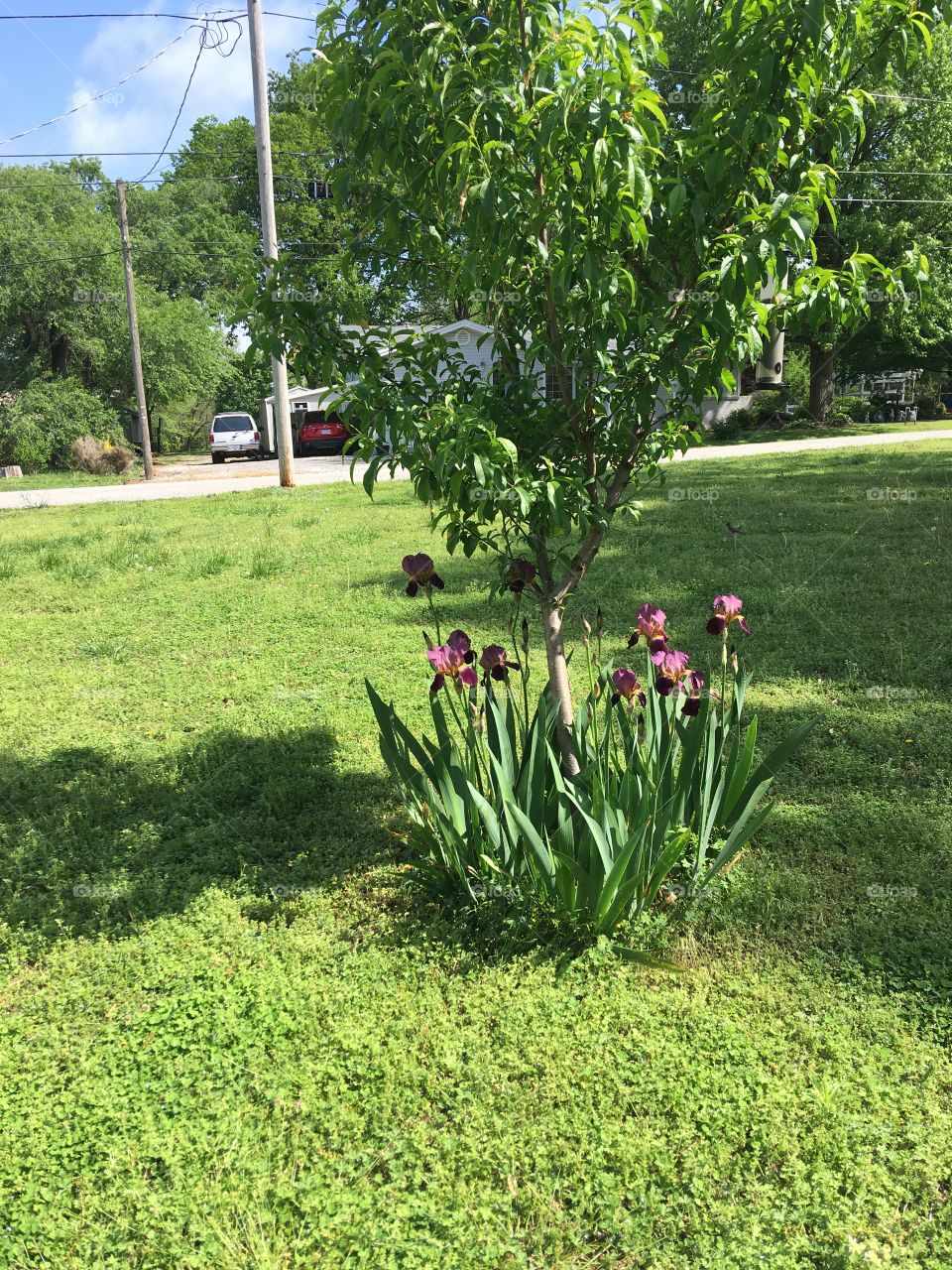 Irises around my peach tree looks as if they are smiling and saying God loves you.
