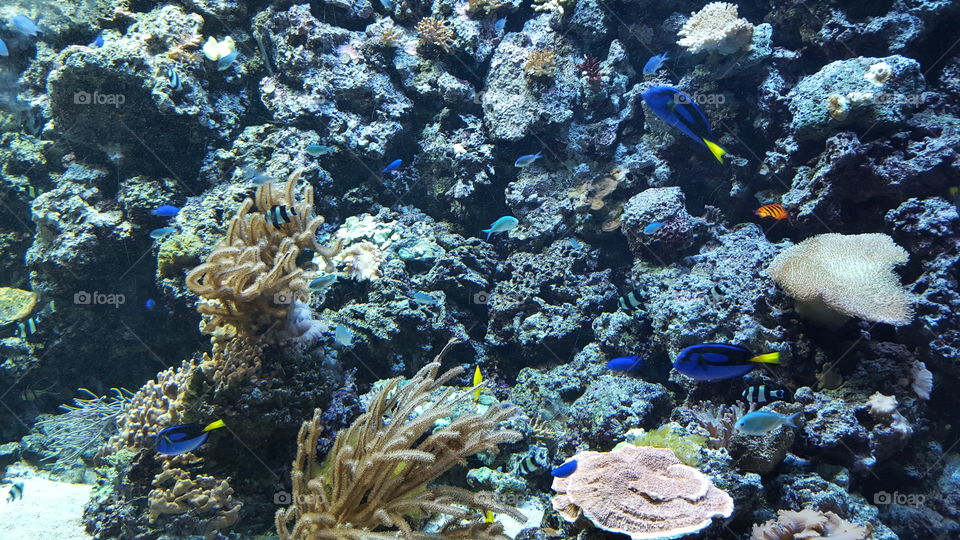 Under the sea.. Took this picture for my son, he loves salt water tanks and the fish.