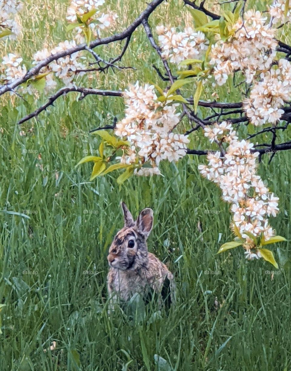 Wild Bunny under a plumb tree