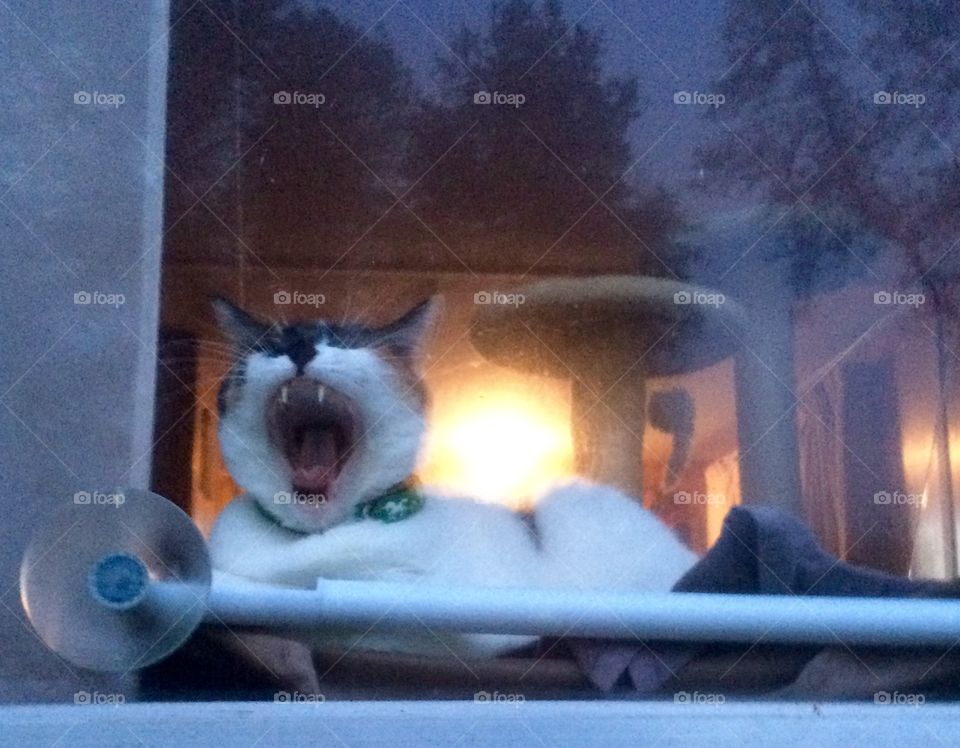 Window meow