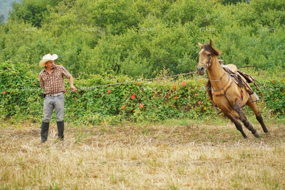 Cowboy Horse Trainer At Work