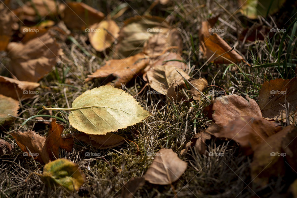 A portrait of a fallen leaf lying in between some other autumn leaves lying in the grass of a lawn during golden hour on a fall morning.