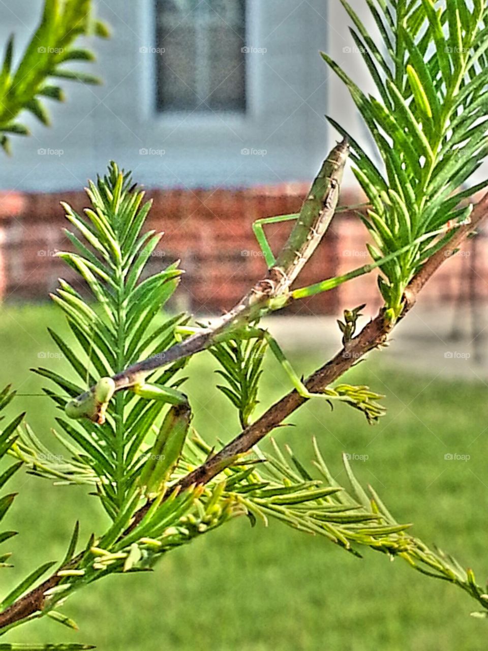 Praying mantis