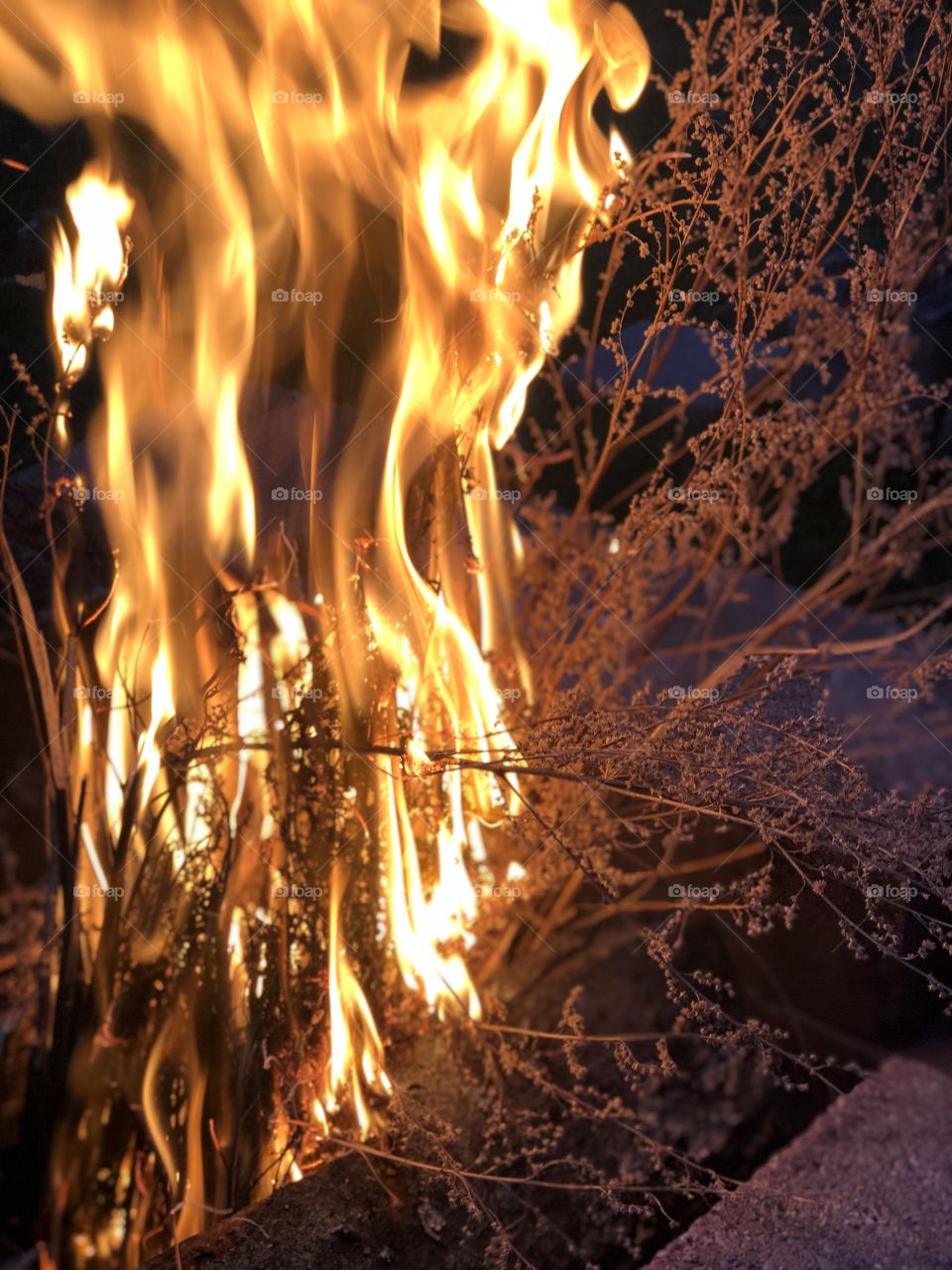 Burning bushes 