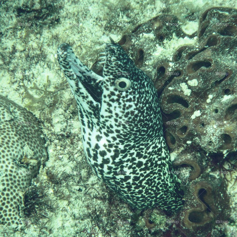 Spotted moray eel friend