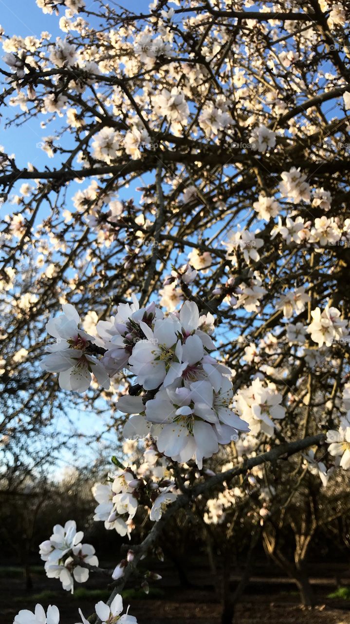 Almond blossoms, blooming orchard