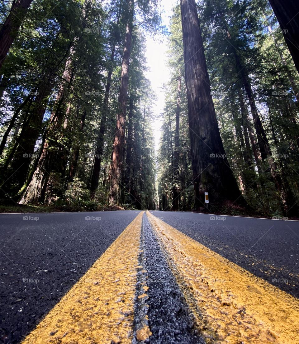 Redwood trees tower around a shaded road