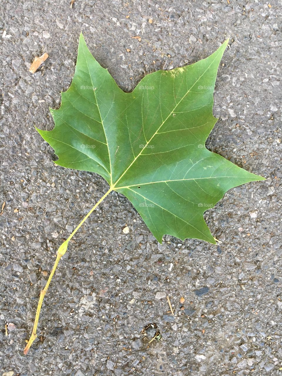 London plane tree leaf