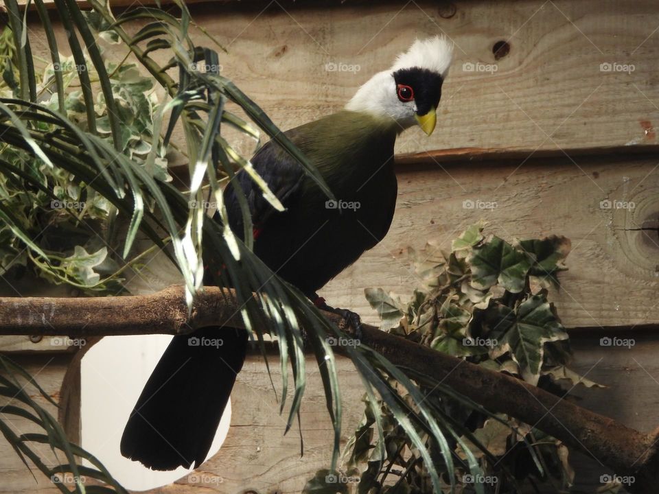 A close up of a bird