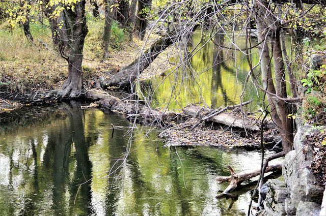 Creek Tree Reflection 