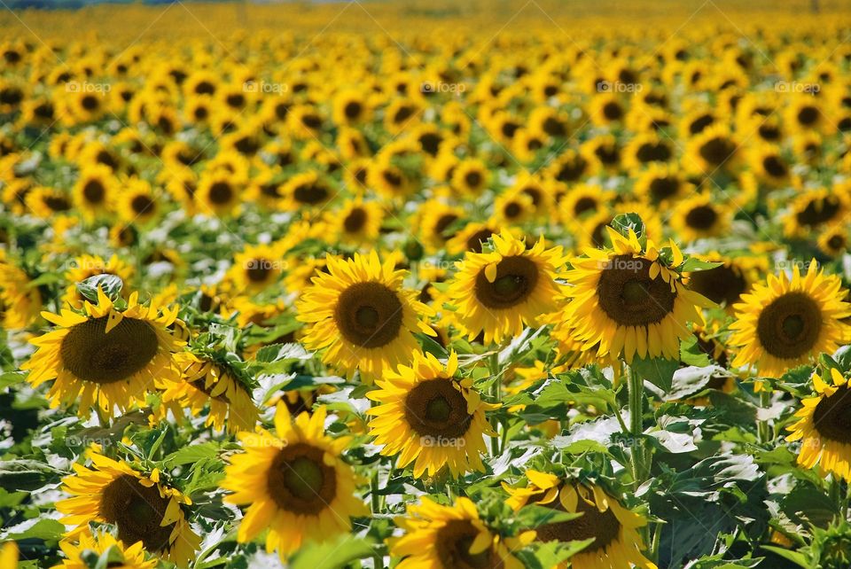 Sunflower field