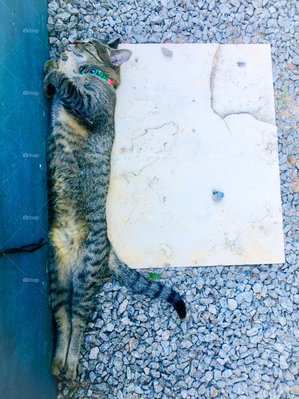 Cat sleeping belly up 