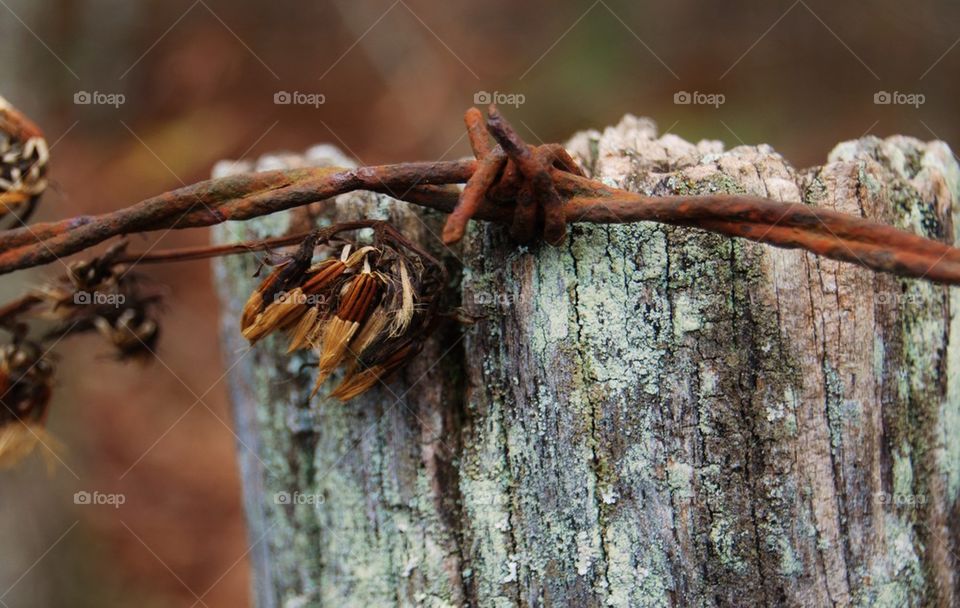 Wooden post with barbed wire