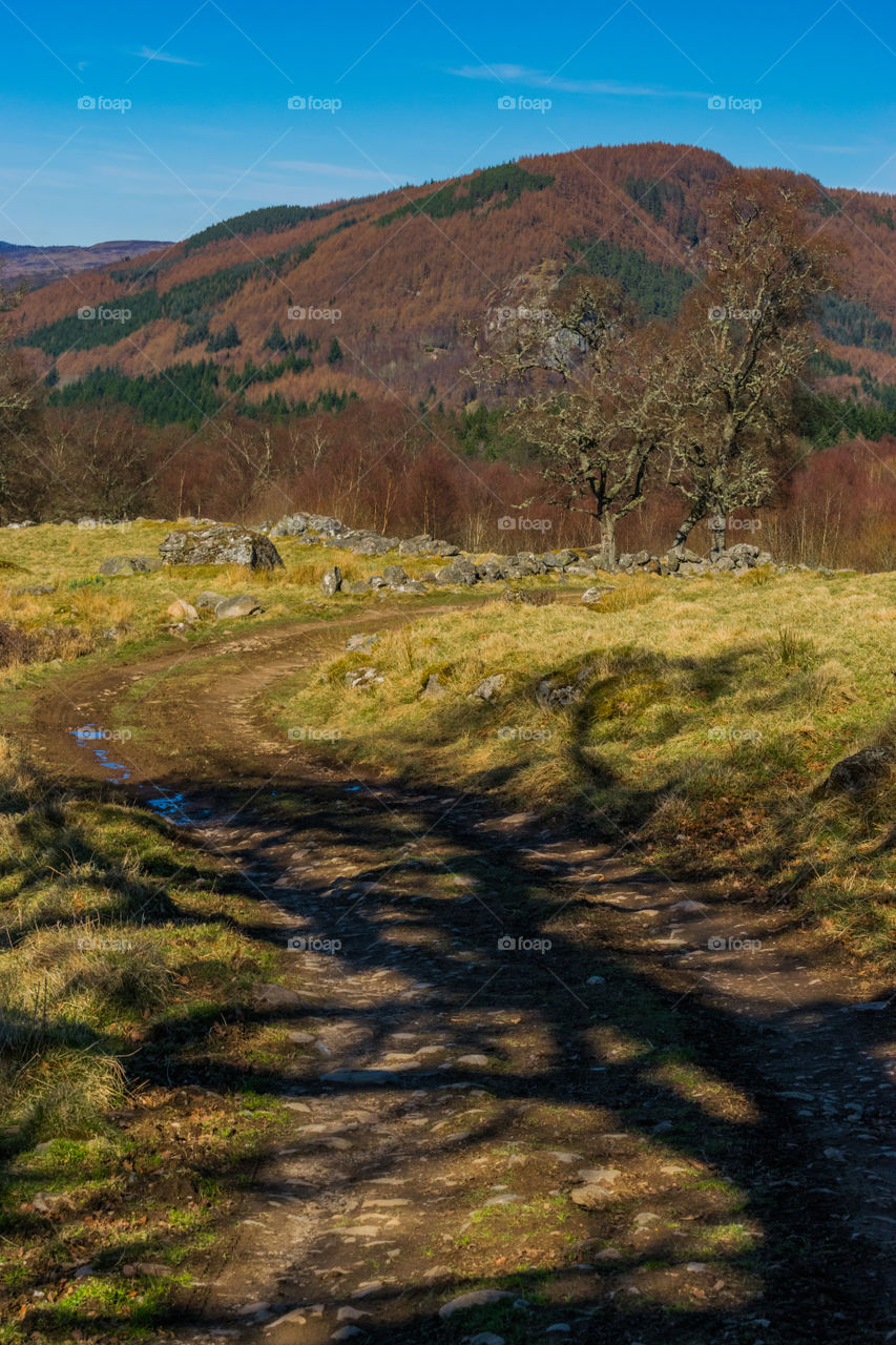 Path to the Tree