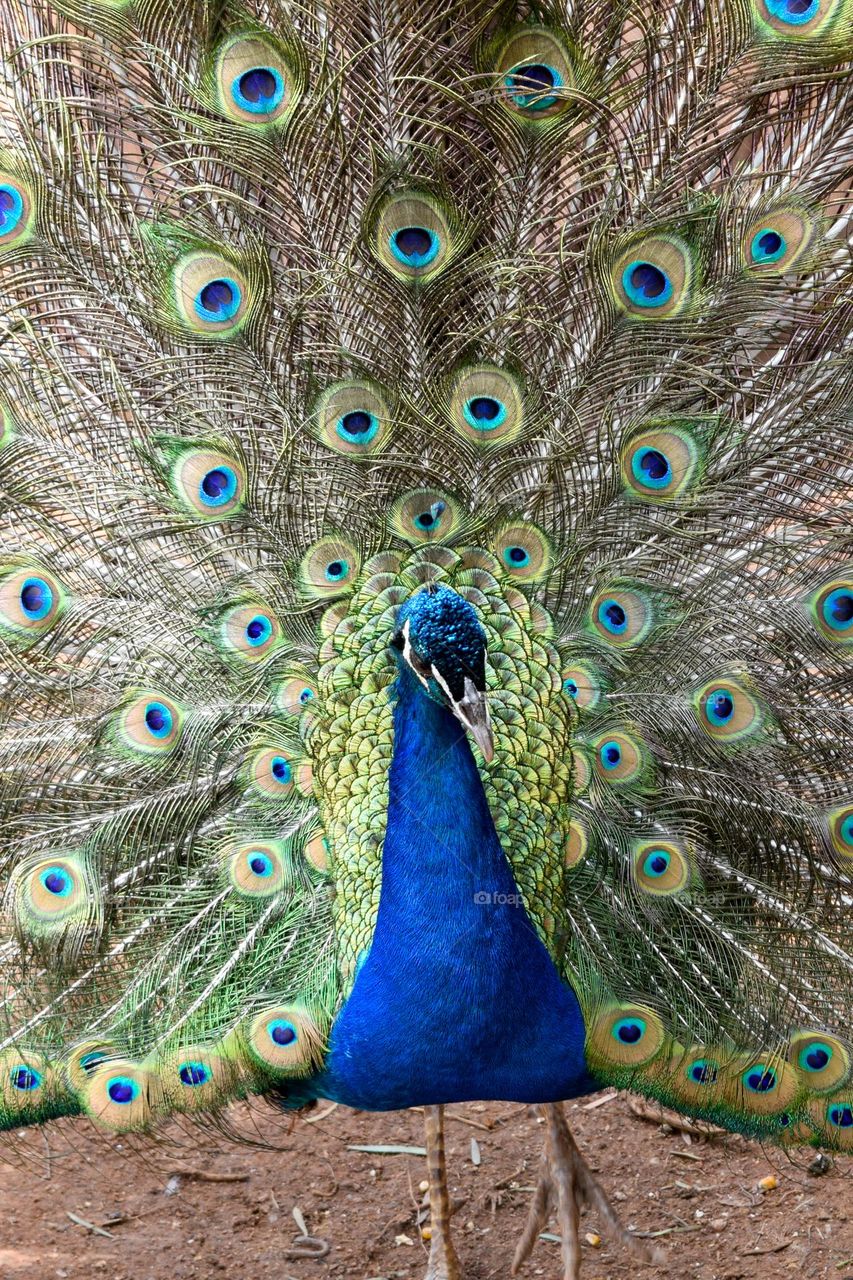 Peacock