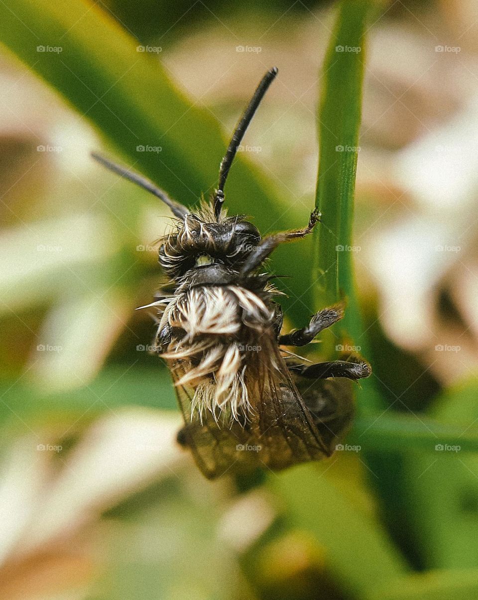 Wet hairs of an insect after rain