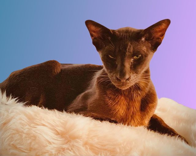 Oriental Shorthair Cat