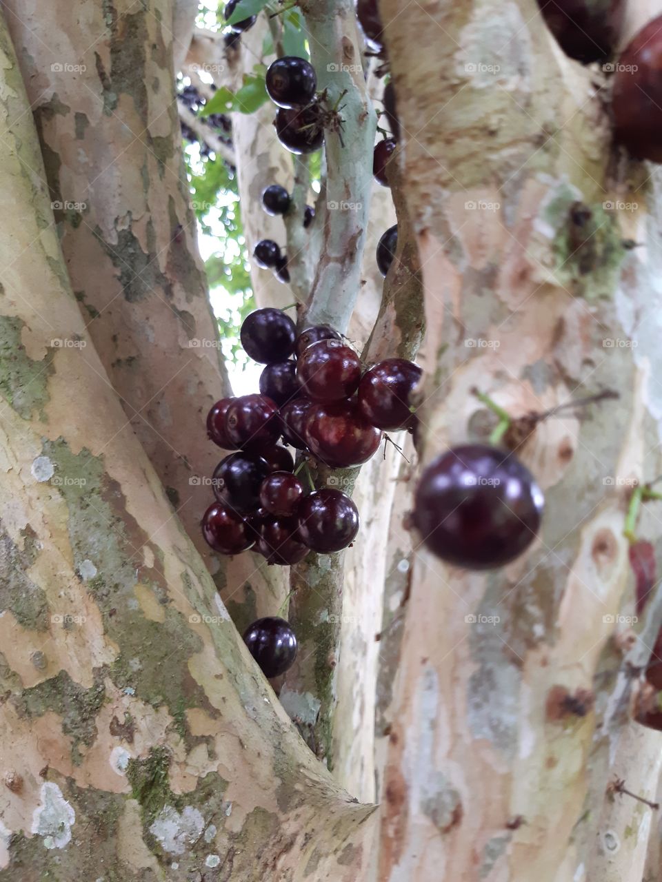 Capricho da natureza! Surpreendente, frutinhas que brotam do caule! Sensações diferentes, marcantes ao provar do sabor que explode na boca.