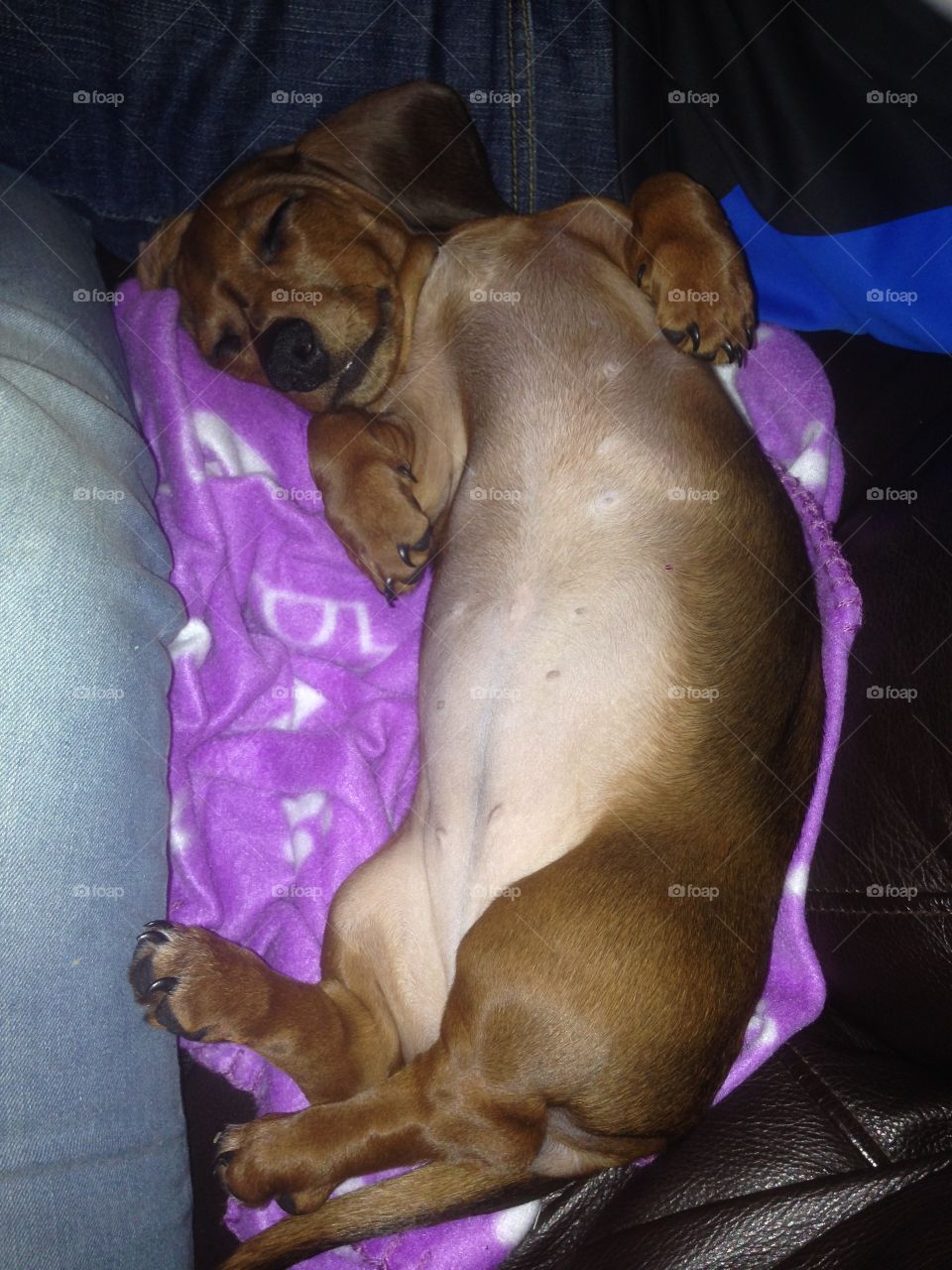 Dachshund asleep in dog bed