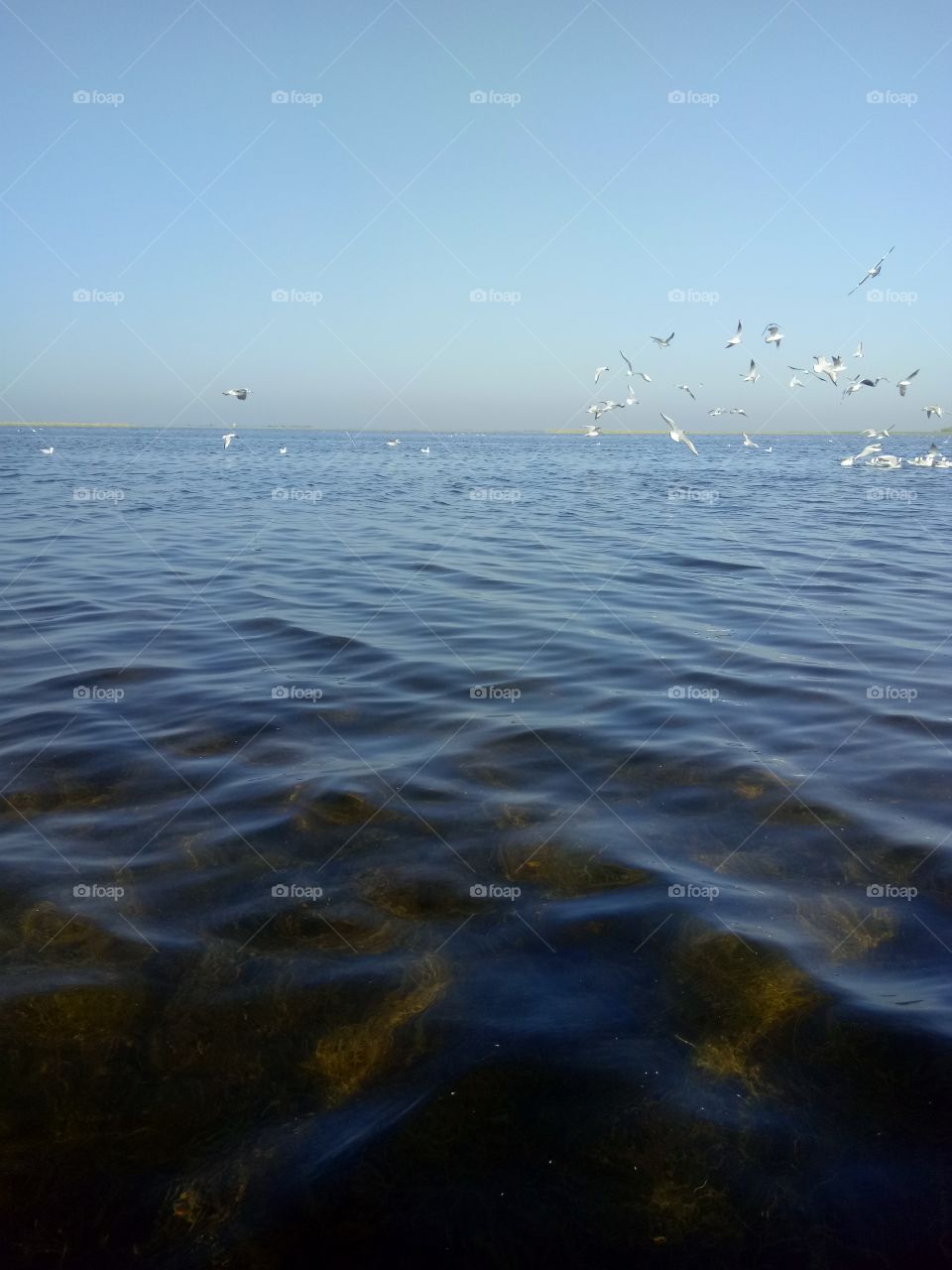 Bird sentury in big lake