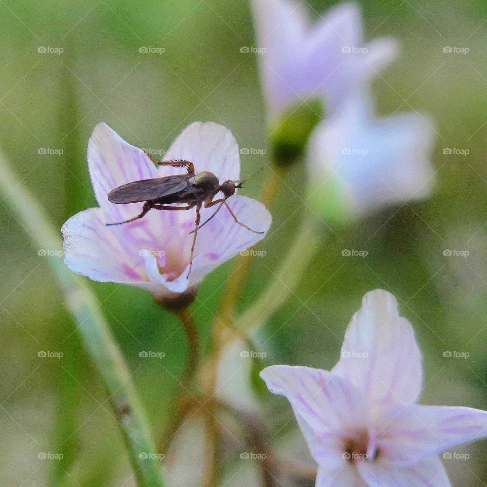 wild bug on a wild flower