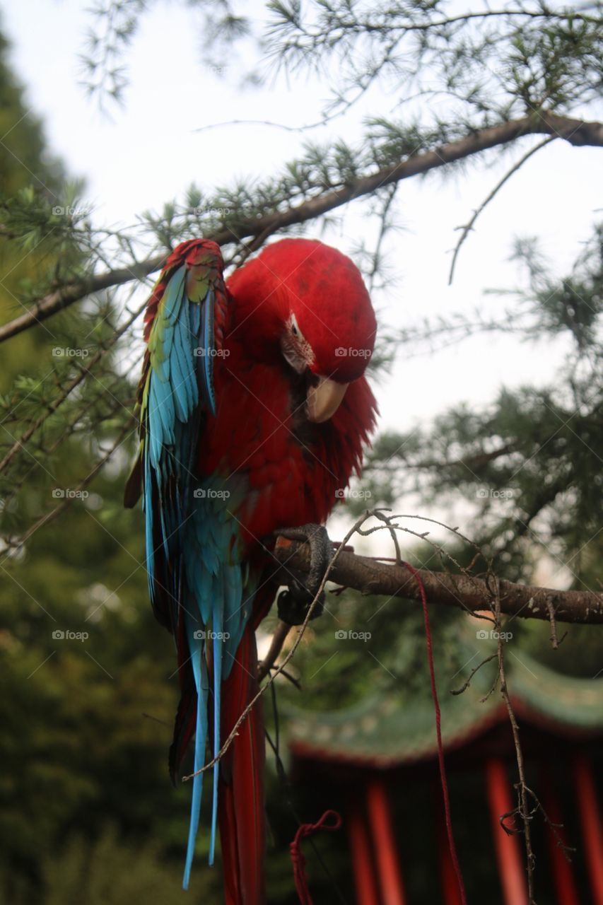 A Beautiful Raining Macaw