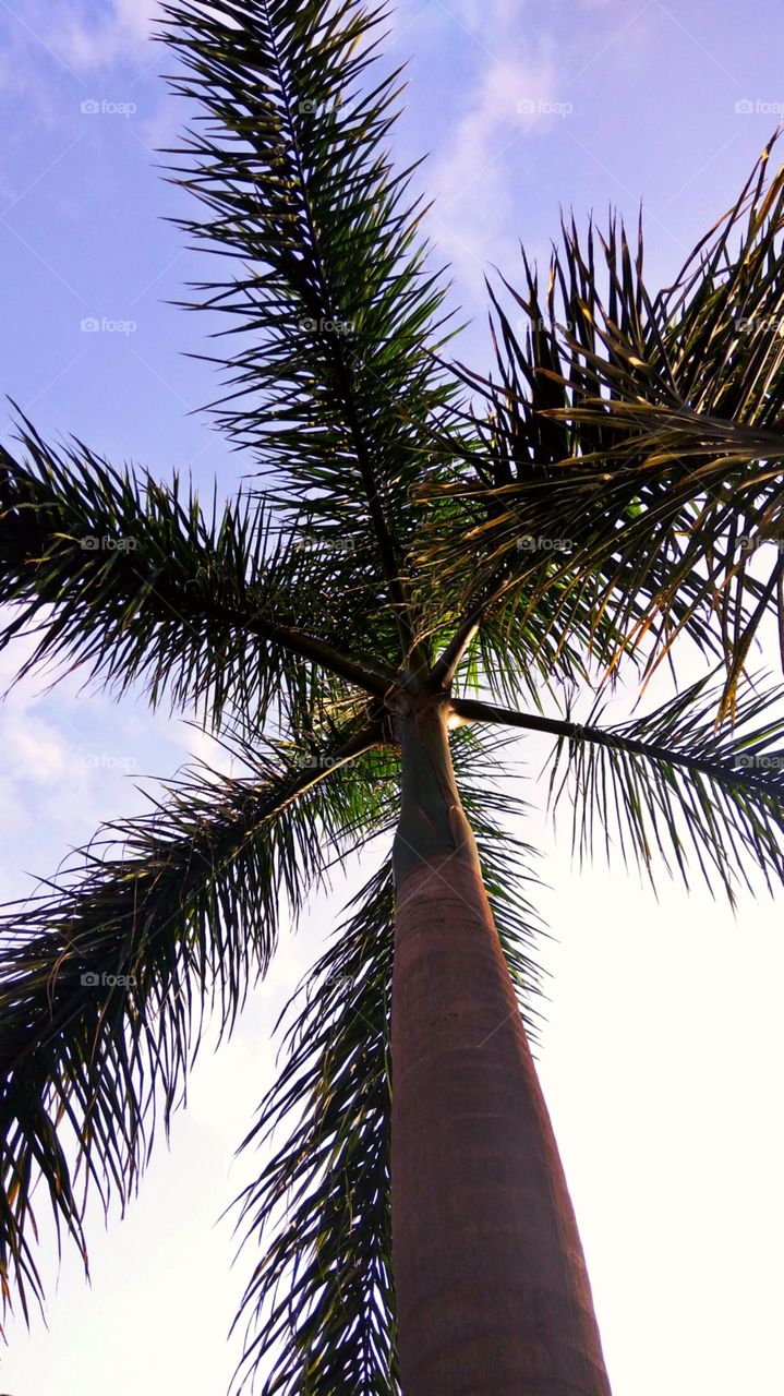 Palm Tree