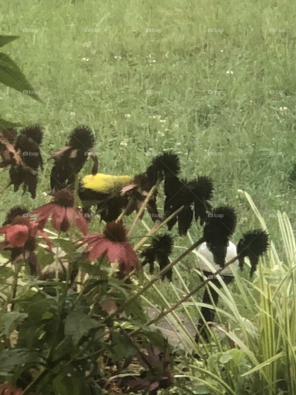 Finch eating coneflower