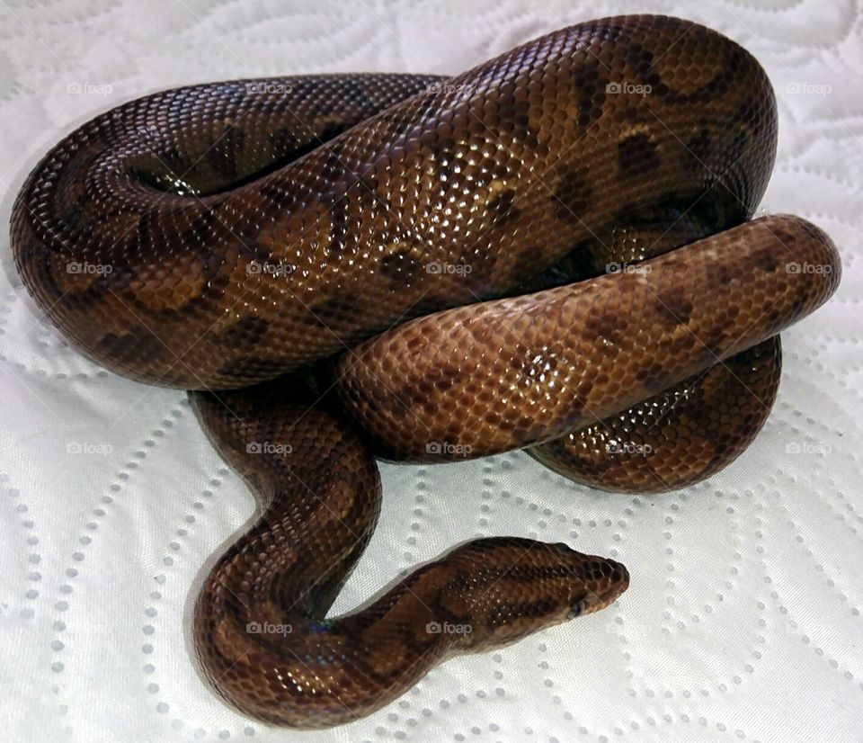 Rainbow boa