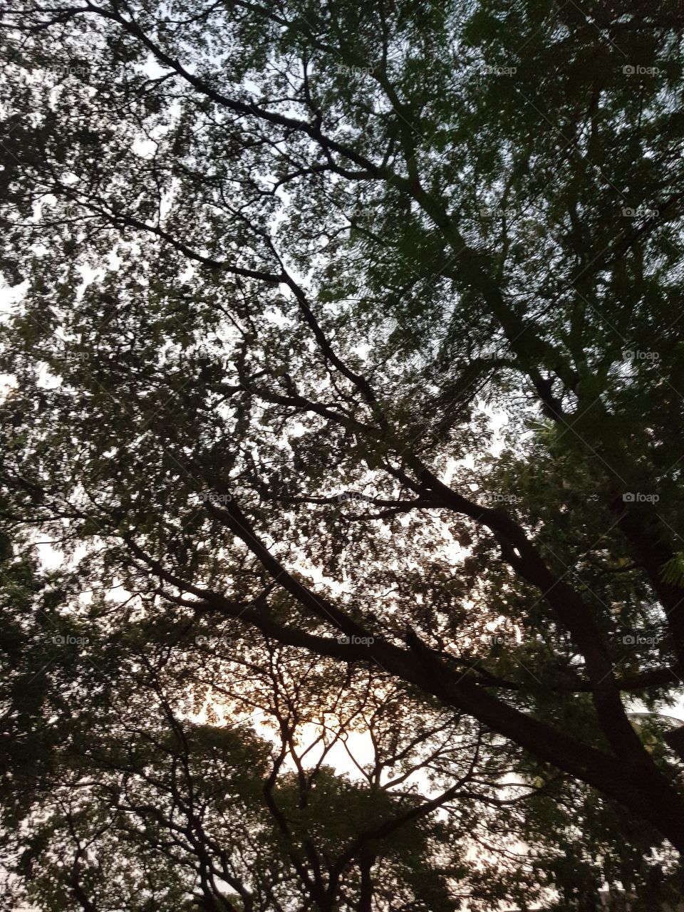Tree and sky.