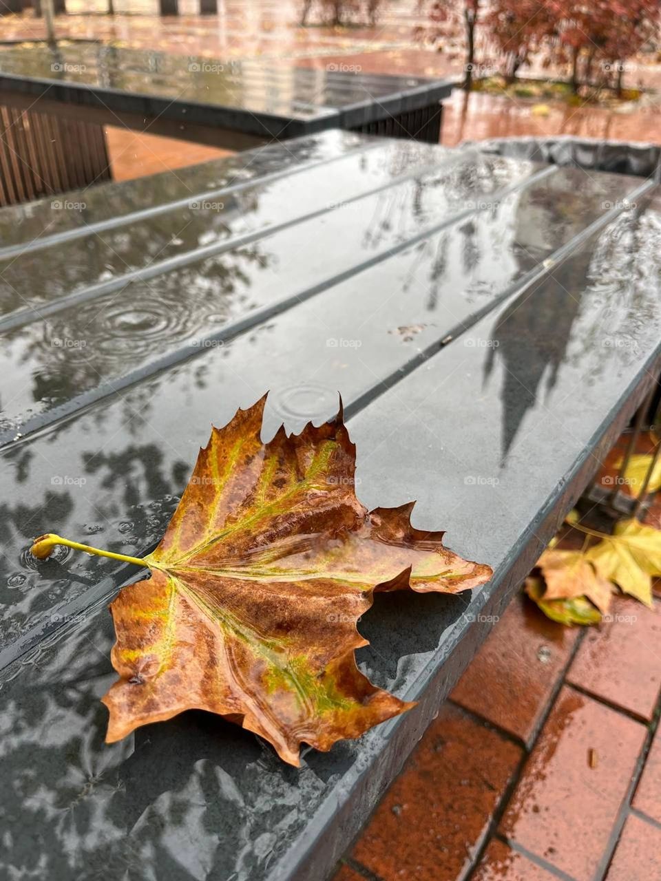 autumn leaf on a bench with rain