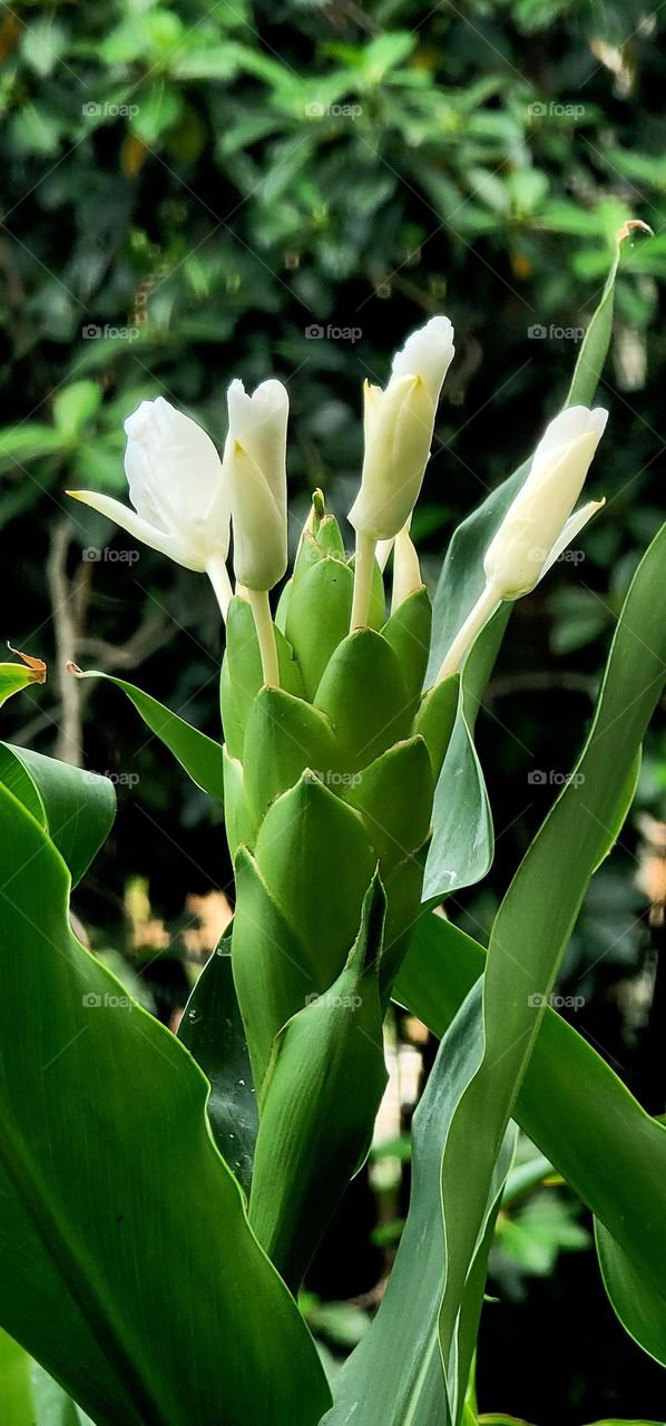 White butterfly.  Torch flower.