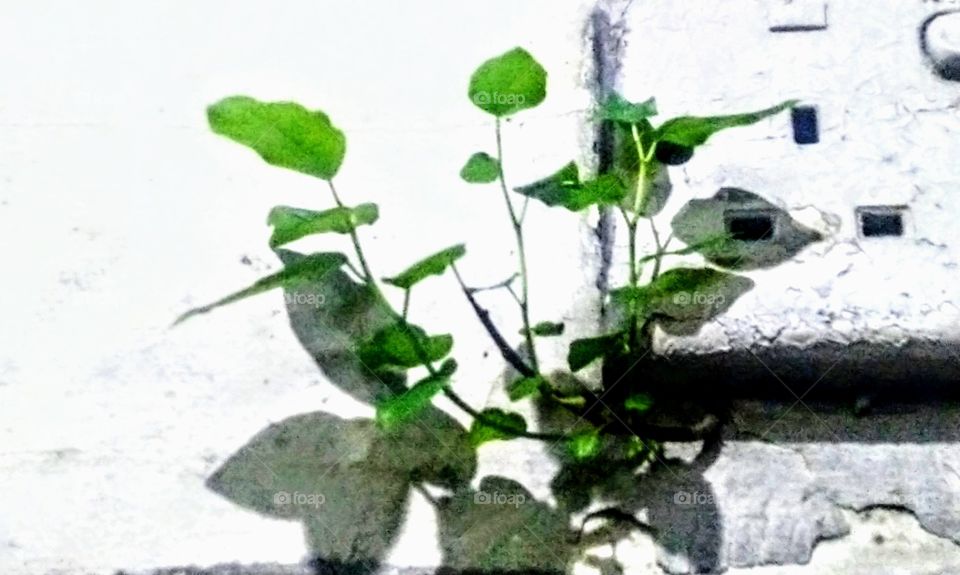 Plants live on the wall