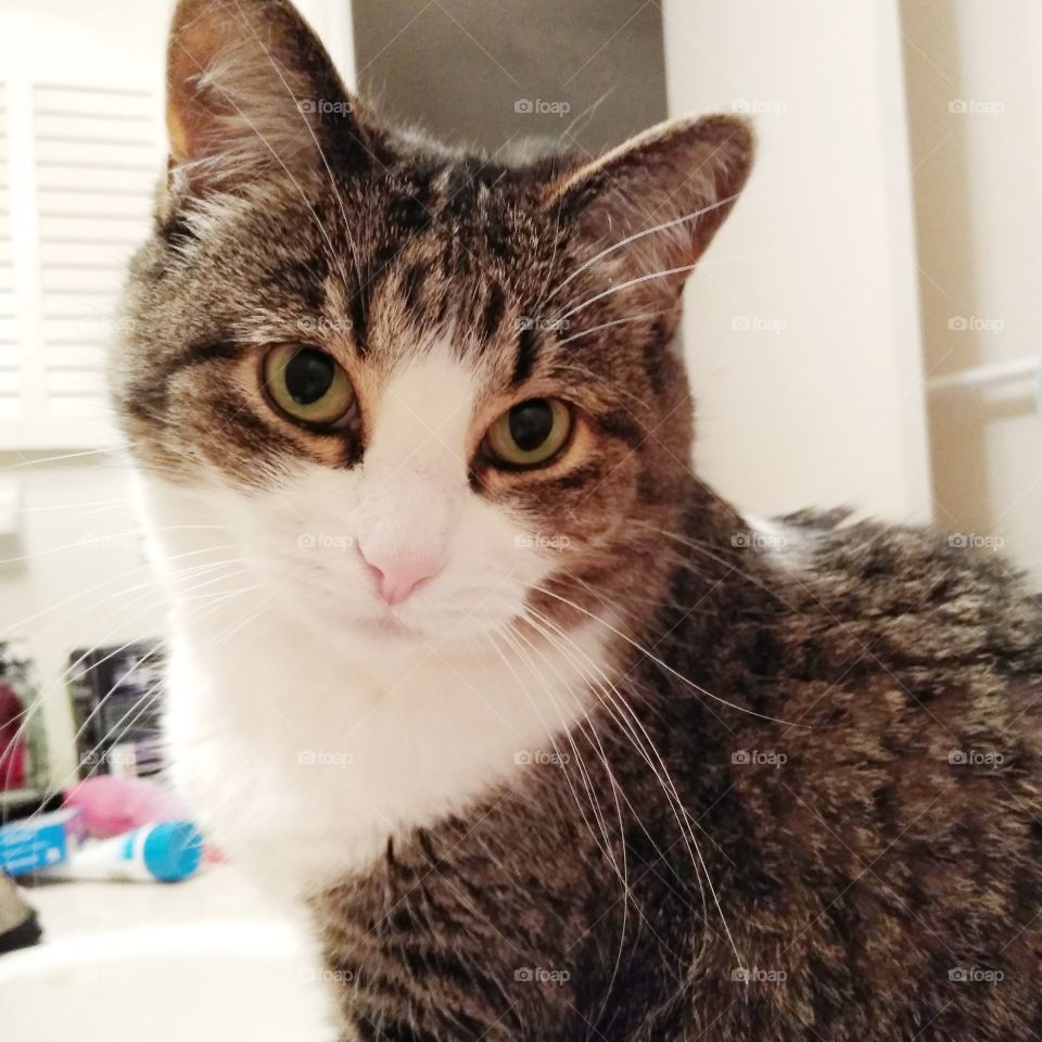 My cute tabby cat Lillt is staring me while I am using the restroom. She must be in the bathroom with me. She must!