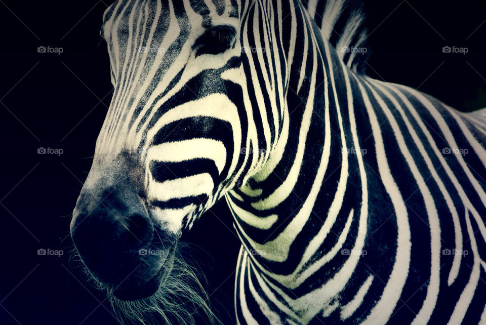 zebra