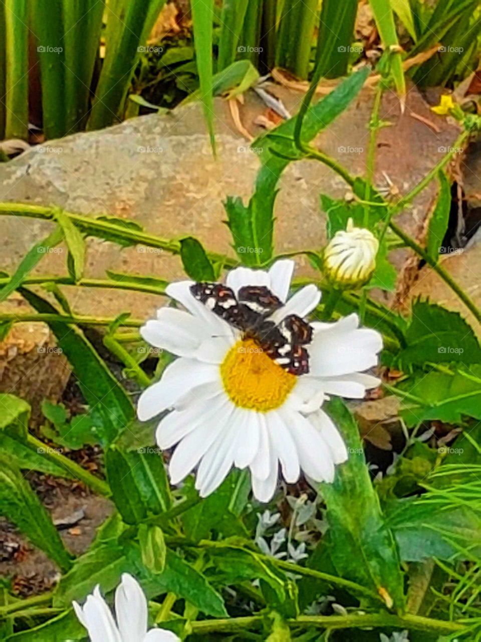 butterfly and daisy