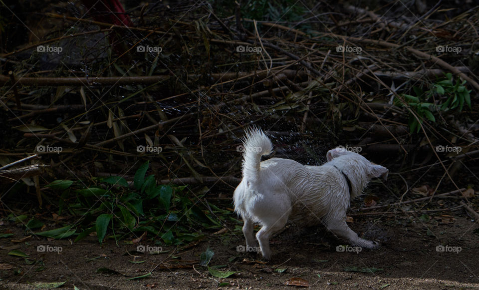 View of dog