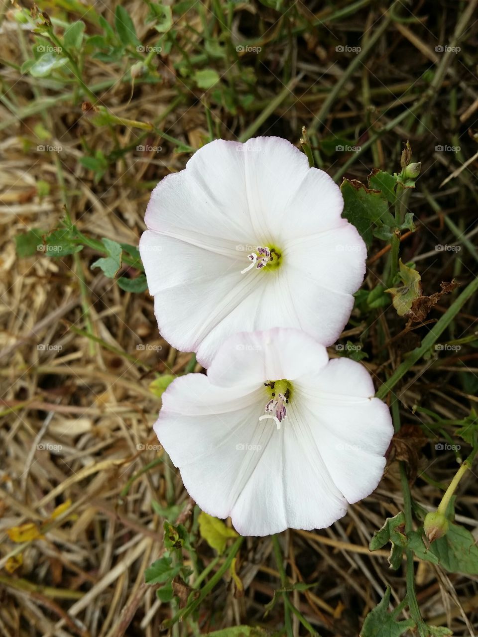 Two white flowers. White flowers