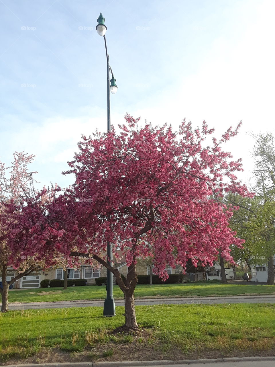 Spring Tree Blossoms with very blue sky along with a lampost