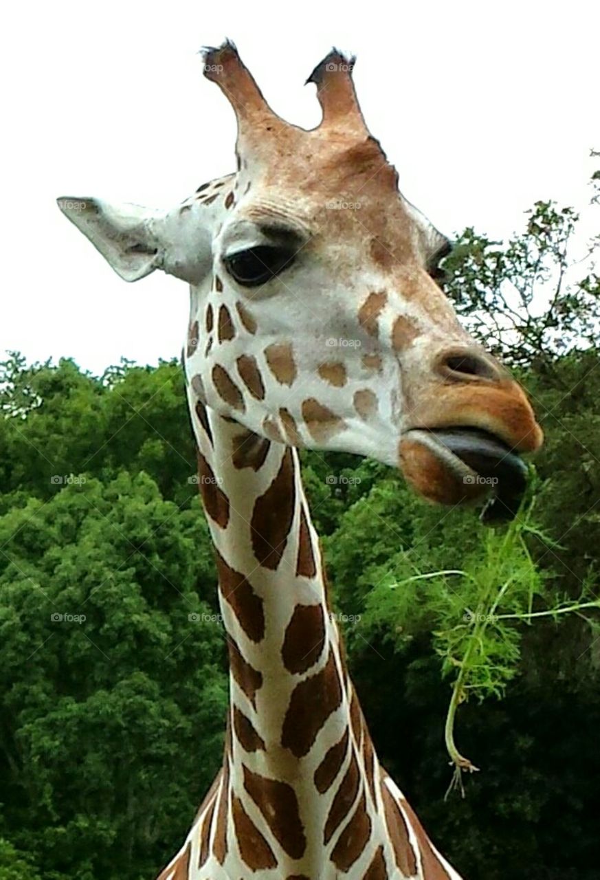 hello giraffe