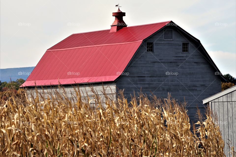 Red Roof Barn, Cornfield 