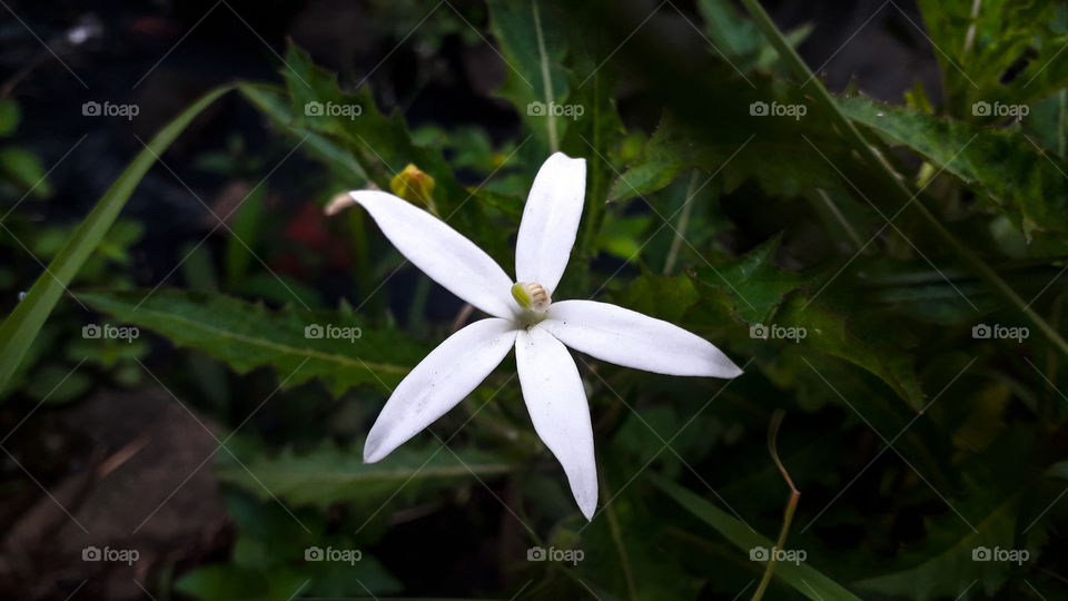 White Flower