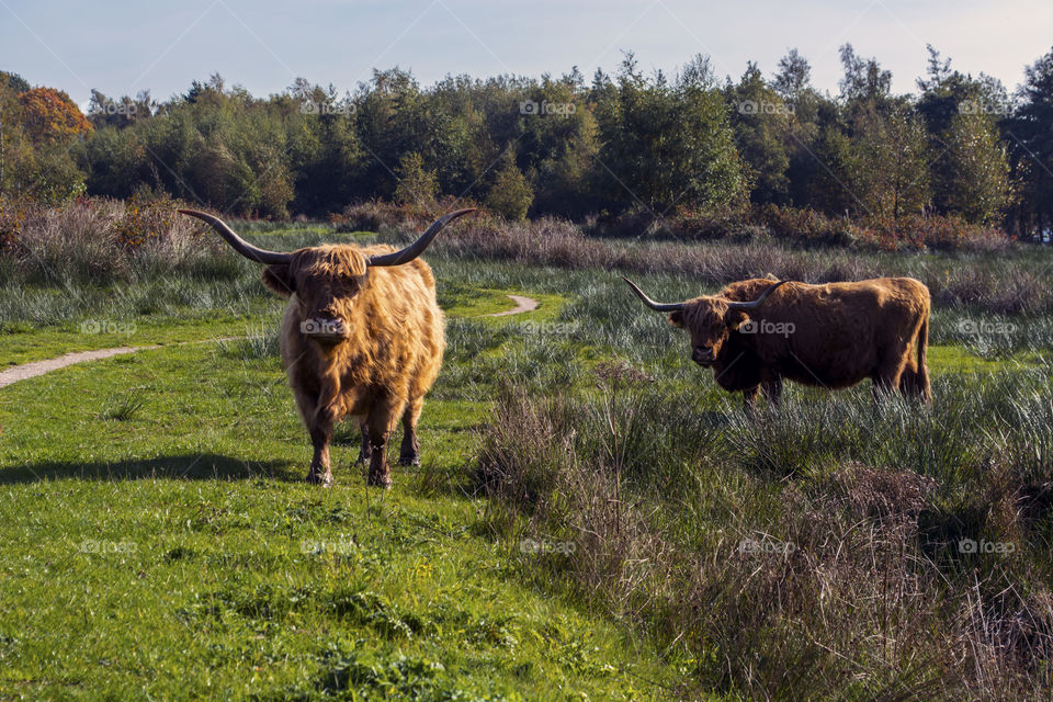 Two Highland hairy cows in open field
