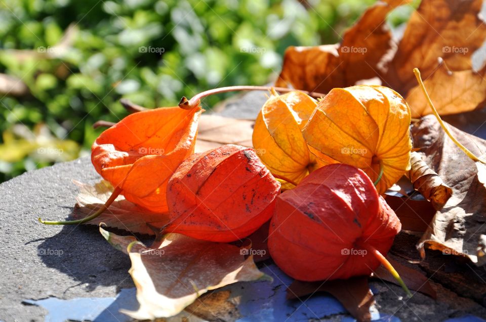 Autumn plants 