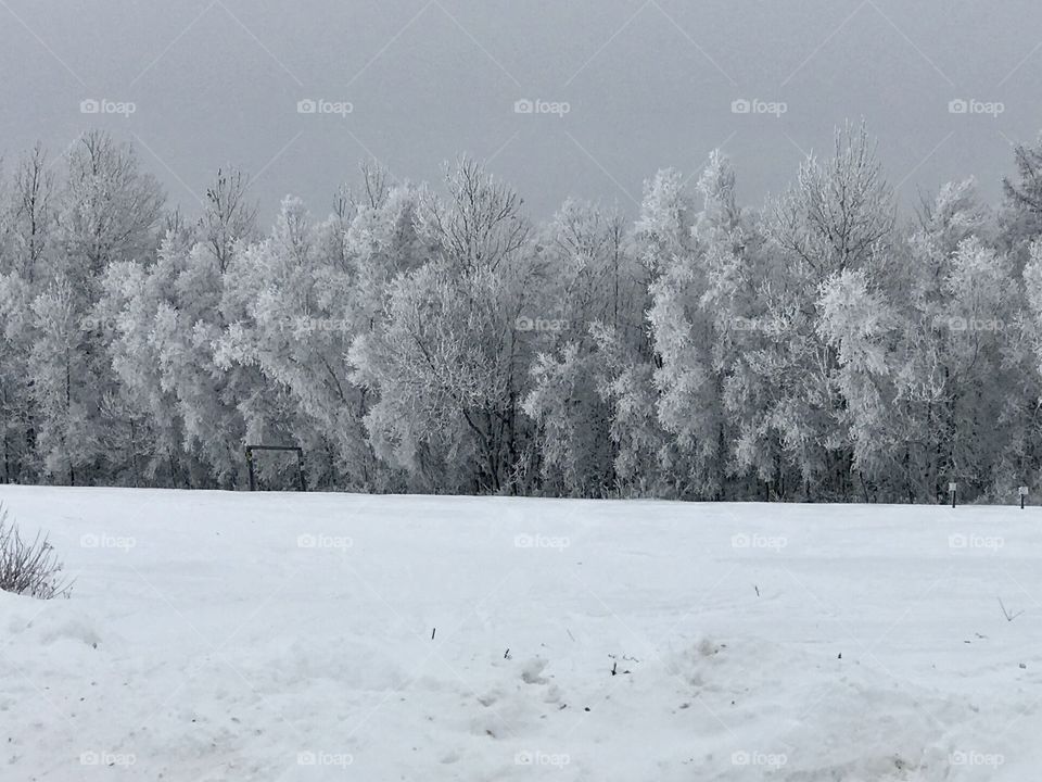 Iced tree line