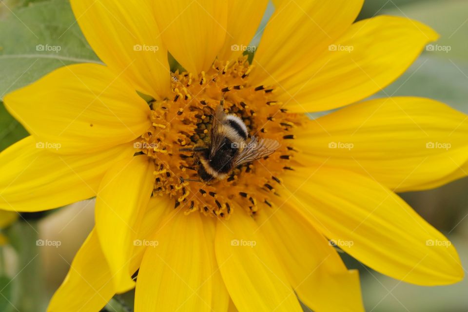 Bee feeding from sunflower