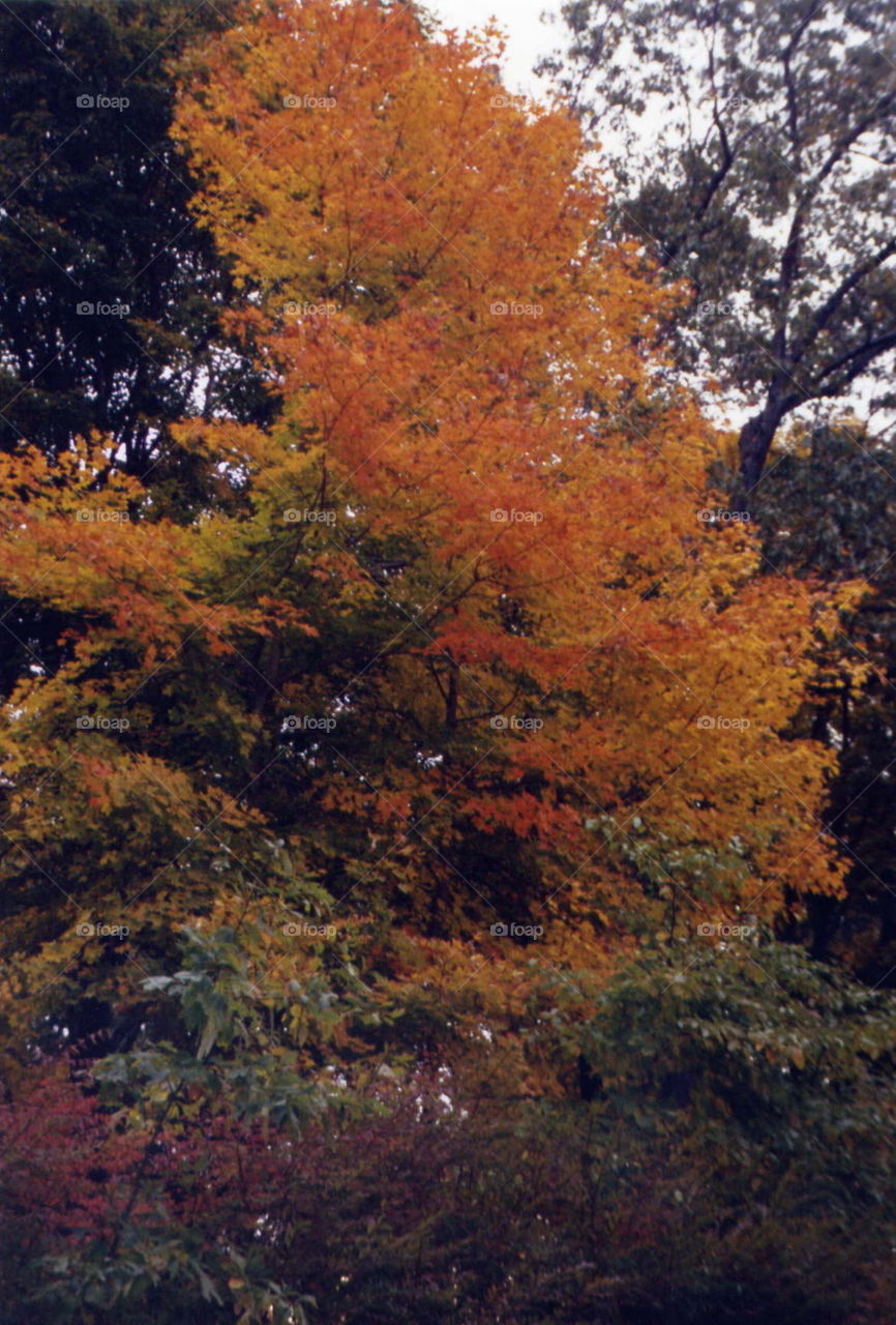 Fall tree