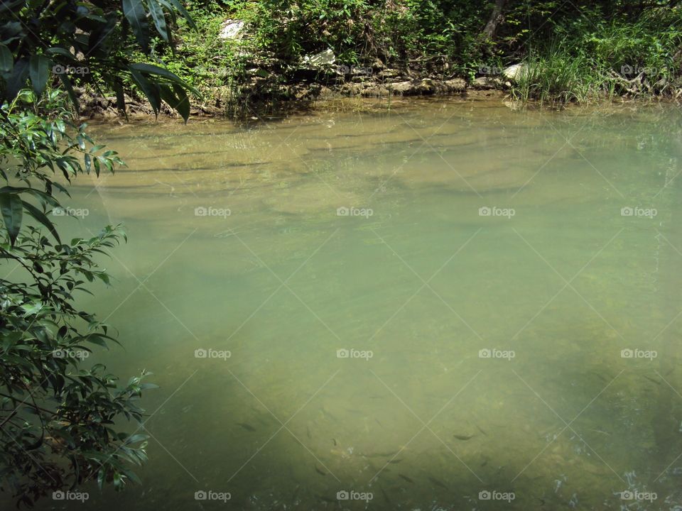 Plants and river