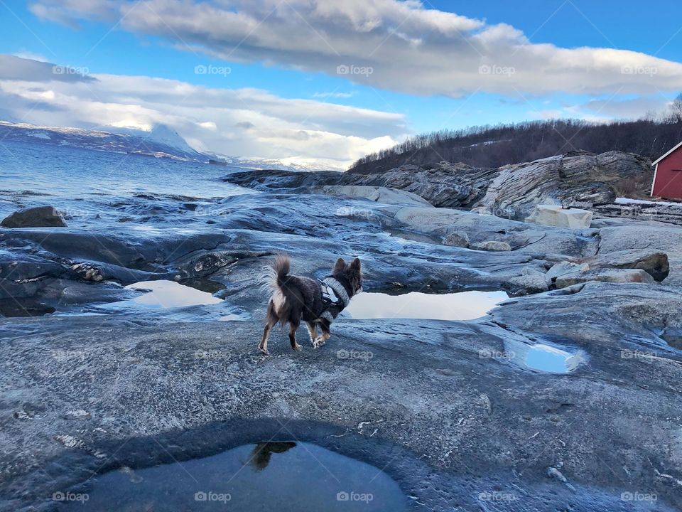 Chihuahua hiking