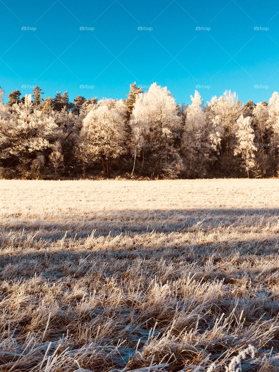 Frozen nature